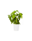 Сменный картридж Click and Grow Refill Базилик