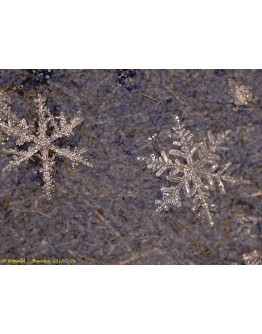 Микроскоп цифровой Levenhuk DTX 500 LCD